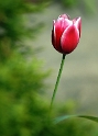 Blume DDD_4402 Kopie.jpg   26.04